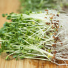 Broccoli Sprouts May Help You Live Longer (Backed By Medical Proof)